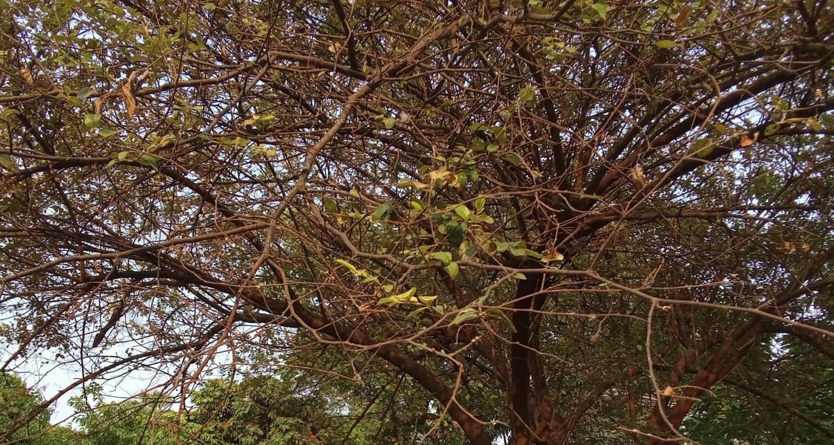 Burning-heat-dried-up-trees-Annrisha-Kusari-3